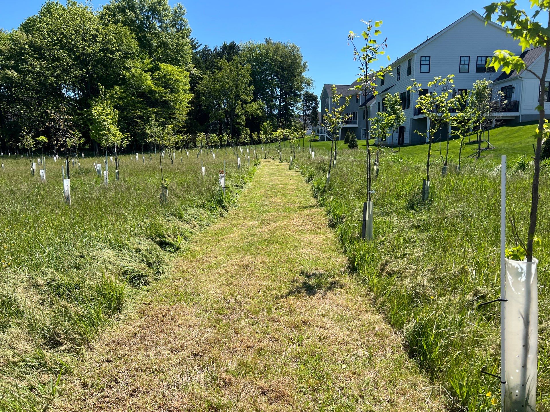 Swale Installation — grass drainage swale channel through yard
